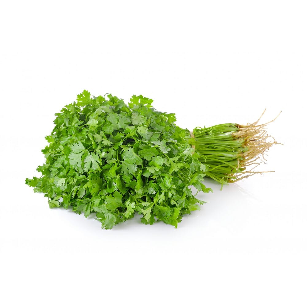 Coriander/Dania